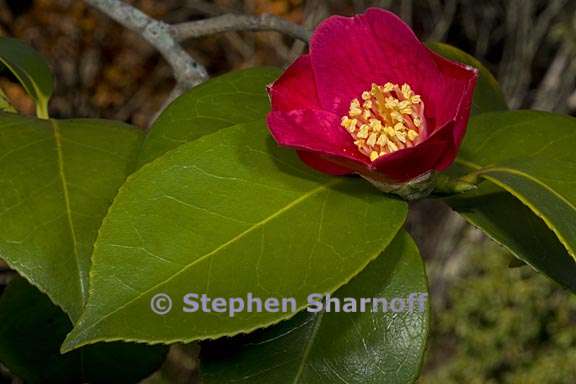 camellia japonica 1 graphic